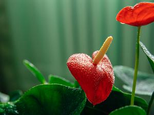 Bei diesen artgleichen Blumen ist eine Fortpflanzung wohl kein Problem.