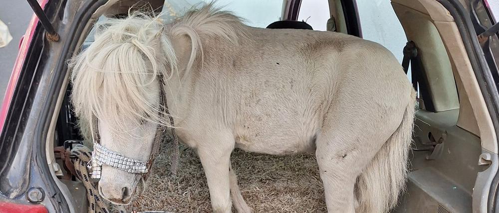 Auf dieses Pony im Kofferraum ist die Polizei in Alsdorf bei Aachen gestoßen. Nach Ansicht der Autofahrerin war das Tier mit einem Strick ausreichend gesichert. 