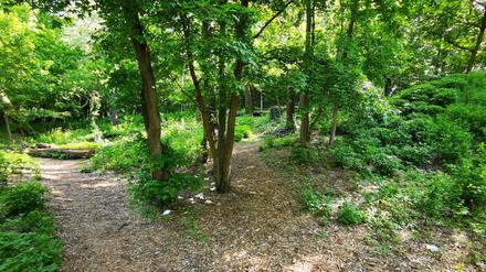 Die Gay Cruising Area im Volkspark Friedrichshain.