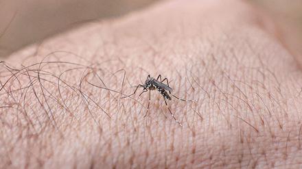 Gefährliche Plage: Tagaktive Aedes-Mücken
