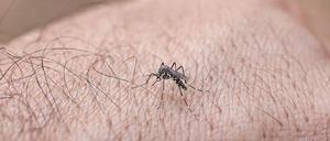 Gefährliche Plage: Tagaktive Aedes-Mücken