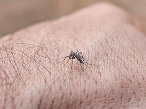 Gefährliche Plage: Tagaktive Aedes-Mücken