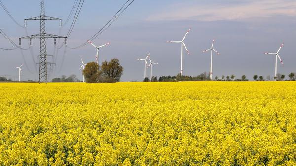 Windräder und Strommasten stehen an einem Feld mit blühendem Raps. 