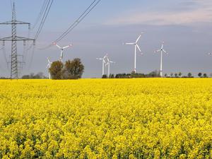Windräder und Strommasten stehen an einem Feld mit blühendem Raps.