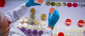 Im Labor des Landesamts für Landwirtschaft, Lebensmittelsicherheit und Fischerei untersucht ein Mitarbeiter Trägerplatten mit dem Bakterium bacillus cereus. Anhand der Proben können Mitarbeiter die Art und Anzahl von Keimen bei getesteten Lebensmitteln bestimmen. Derzeit werden verstärkt Proben auf Ehec untersucht.