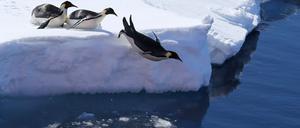 Die Vogelgrippe bedroht nach Einschätzung von Forschern auch Pinguine. (Archivbild)