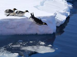 Die Vogelgrippe bedroht nach Einschätzung von Forschern auch Pinguine. (Archivbild)