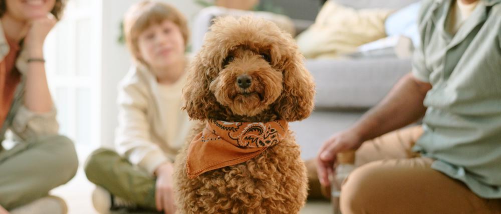 Hunde erfreuen oft die ganze Familie, Hauptbetreuer der Tiere sind laut einer neuen Studie allerdings fast immer Frauen.