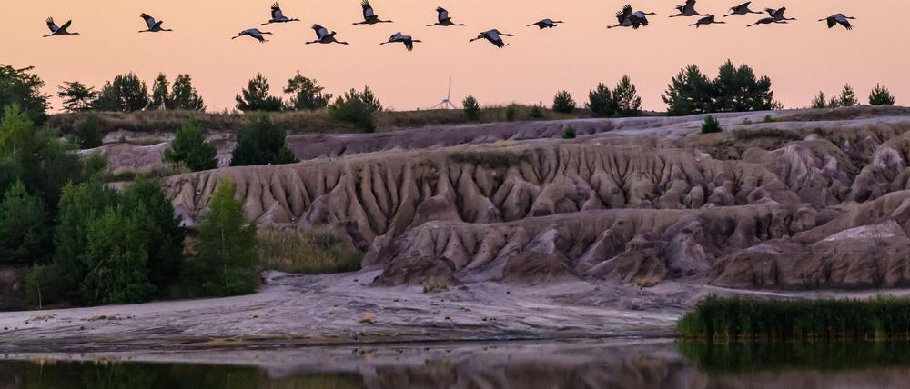 Es ist wieder Kranichzeit - und Zeit für Exkursionen zu den Rast- und Schlafplätzen der Zugvögel. (Archivbild)