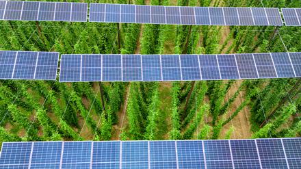 Auf rund sechs Meter Höhe sind Solarpanels über einem Hopfenfeld angebracht.