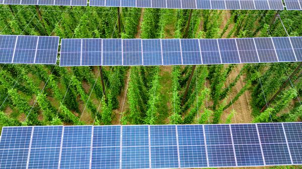 Auf rund sechs Meter Höhe sind Solarpanels über einem Hopfenfeld angebracht.