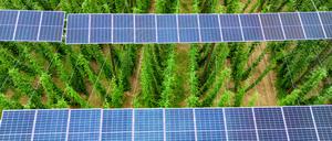 Wird uns das retten? Solarpanels über einem Hopfenfeld.