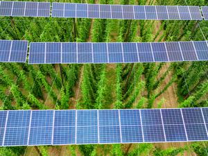 Auf rund sechs Meter Höhe sind Solarpanels über einem Hopfenfeld angebracht.