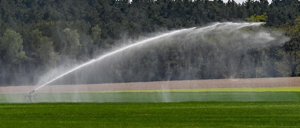 Brandenburg leidet immer wieder unter Trockenheit, vielerorts müssen die Felder wie hier auf dem Foto künstlich bewässert werden. 
