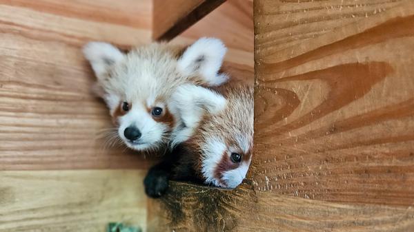 Roten Pandas Tierpark