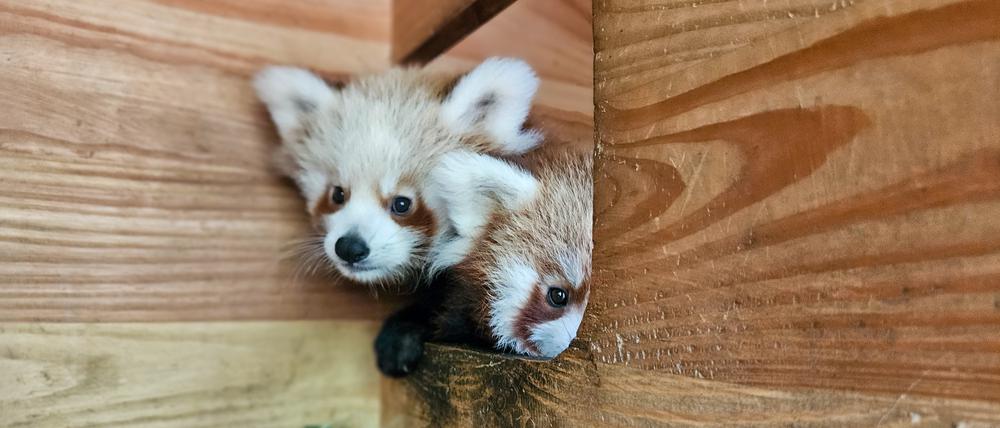 Roten Pandas Tierpark