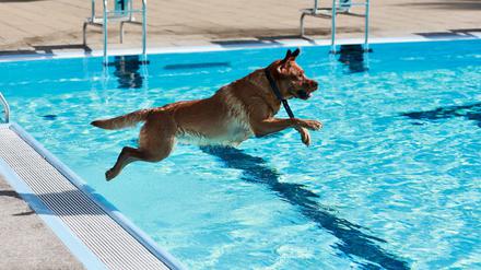 Ein Hund springt im Strandbad ins Wasser.