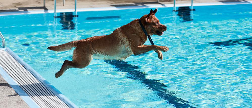Ein Hund springt im Strandbad ins Wasser.