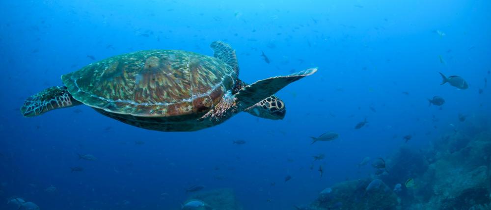 Entscheidend ist aus Expertensicht, dass Regierungen, Industrie und Naturschutzorganisationen zusammen die Ozeane nachhaltig bewirtschaften. 