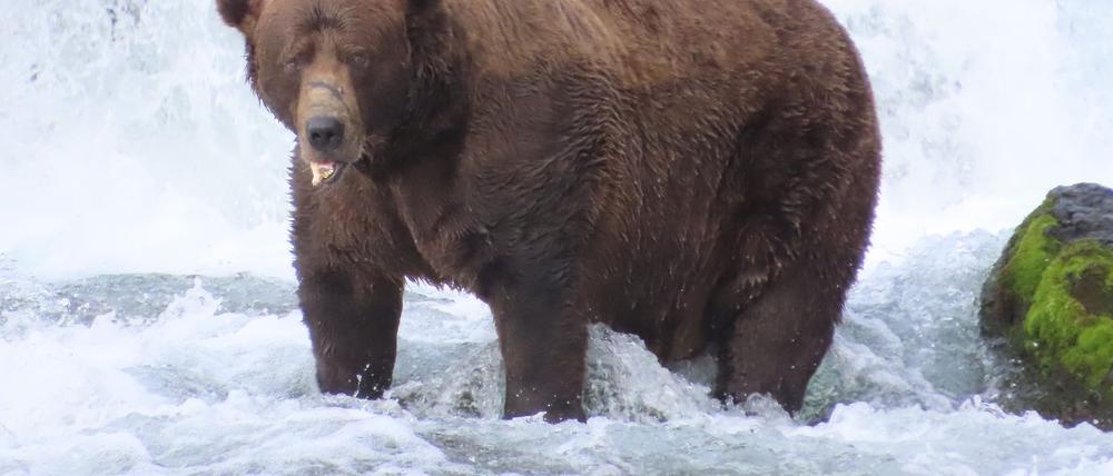 Wird er das Rennen machen?: Braunbär 32 mit Namen Chunk wiegt über 500 Kilogramm und hat eine auffällige Narbe auf der Schnauze.