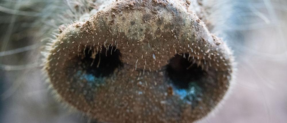 Afrikanische Schweinepest: Brandenburg hat die meisten Fälle.