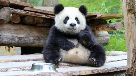 Pandazwillinge im Zoo