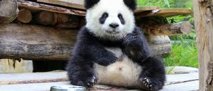 Pandazwillinge im Zoo