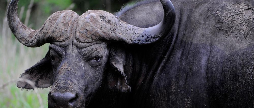 Dramatisches Ende eines Löwenangriffs: Dutzende Büffel in Panik trampeln sich in einem Fluss zu Tode. (Archivbild)