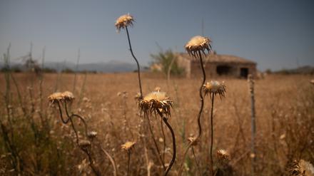 Ein trockenes Feld in der Nähe des Dorfes Sineu auf Mallorca. In den kommenden 15 Jahren könnten Städte im Mittelmeerraum, Südafrika und in Teilen Nordamerikas buchstäblich auf dem Trockenen sitzen.