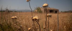 Ein trockenes Feld in der Nähe des Dorfes Sineu auf Mallorca. In den kommenden 15 Jahren könnten Städte im Mittelmeerraum, Südafrika und in Teilen Nordamerikas buchstäblich auf dem Trockenen sitzen.