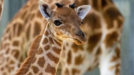 Eine Kordofan-Giraffe ist im Pariser Zoo geboren.