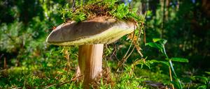 Besonders im Herbst geht es für viele Menschen in Brandenburg zum Pilzesammeln.