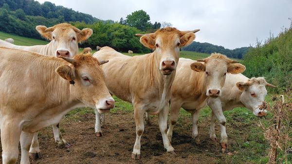 Das Krim-Kongo-Fieber-Virus wird von Zecken übertragen und befällt oft Tiere - anders als für den Menschen ist es für diese aber meist ungefährlich.