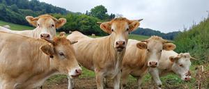 Das Krim-Kongo-Fieber-Virus wird von Zecken übertragen und befällt oft Tiere - anders als für den Menschen ist es für diese aber meist ungefährlich.