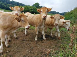 Das Krim-Kongo-Fieber-Virus wird von Zecken übertragen und befällt oft Tiere - anders als für den Menschen ist es für diese aber meist ungefährlich.