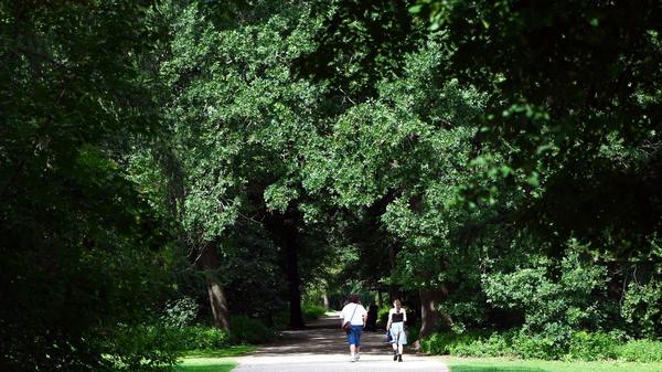Berlin: Menschen gehen unter grünen Bäumen bei sonnigem Wetter durch den Großen Tiergarten. 