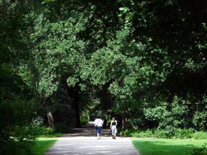 Berlin: Menschen gehen unter grünen Bäumen bei sonnigem Wetter durch den Großen Tiergarten. 