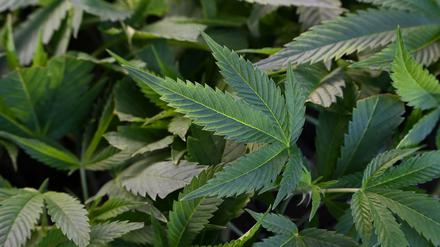 Ein angehender Pfleger hat Ärger wegen seines Backens mit Cannabis und soll vor Gericht kommen. (Symbolbild) 