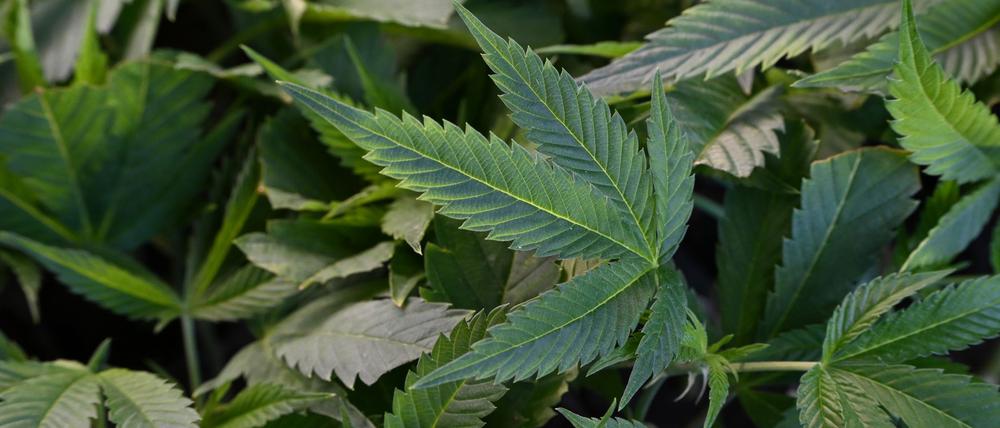 Ein angehender Pfleger hat Ärger wegen seines Backens mit Cannabis und soll vor Gericht kommen. (Symbolbild) 
