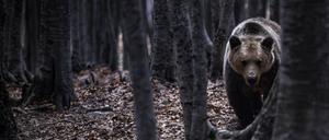 In Griechenland greifen Braunbären vermehrt die Tiere von Landwirten und Imkern an.