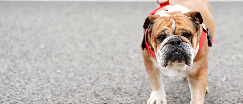 Lewis Hamilton bangt um seinen Hund. (Archivbild)