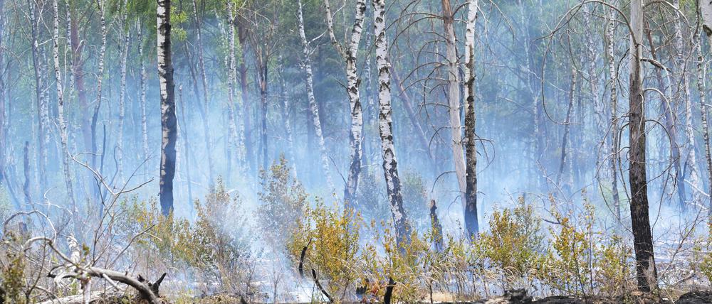 In der ersten Juli-Woche brach auf dem ehemaligen Truppenübungsplatz bei Jüterbog ein Waldbrand aus. (Archivbild)