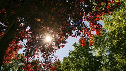 Herbstlich sonniges Wetter in Berlin und Brandenburg (Symbolbild).