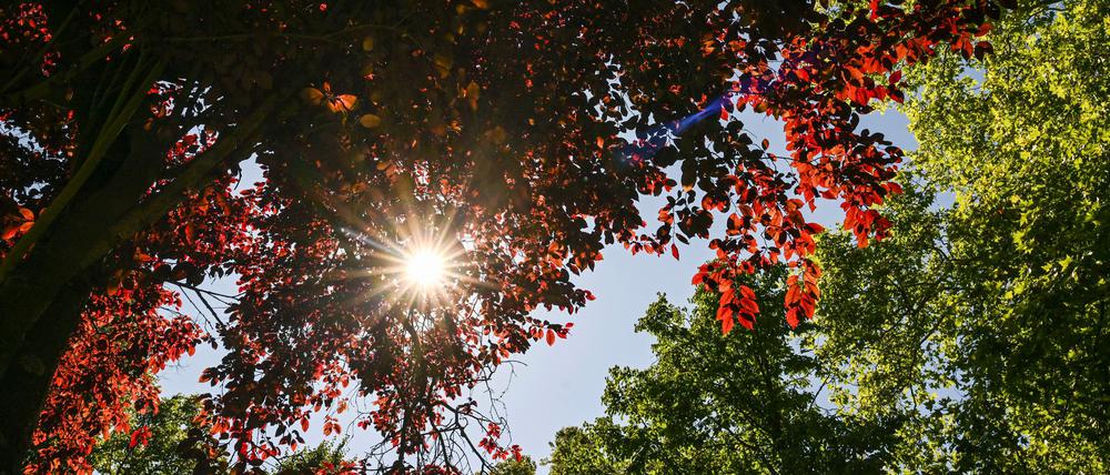 Herbstlich sonniges Wetter in Berlin und Brandenburg (Symbolbild).