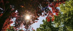 Herbstlich sonniges Wetter in Berlin und Brandenburg (Symbolbild).