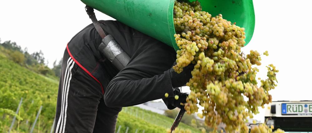 Von Baden bis zum Rheingau ist die Weinlese schon beendet.