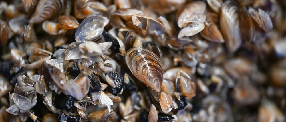 Die kleinen Muscheln entwickeln sich zum Problemfall. (Archivbild) 