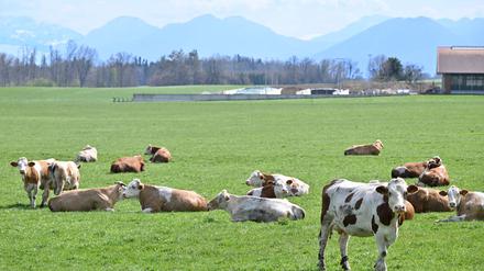 Auch auf Bayerns Weiden werden Rinder seltener. Das „Alpenfleckvieh“ - so der offizielle Name - ist ein sogenanntes Doppelnutzungsrind, das sowohl für Fleisch- als auch Milchproduktion gezüchtet wird. Die in Norddeutschland üblichen schwarz-bunten Holsteinrinder hingegen sind Milchkühe. (Symbolbild)