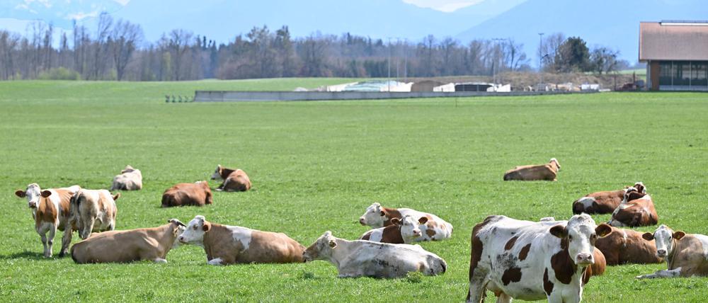 Auch auf Bayerns Weiden werden Rinder seltener. Das „Alpenfleckvieh“ - so der offizielle Name - ist ein sogenanntes Doppelnutzungsrind, das sowohl für Fleisch- als auch Milchproduktion gezüchtet wird. Die in Norddeutschland üblichen schwarz-bunten Holsteinrinder hingegen sind Milchkühe. (Symbolbild)