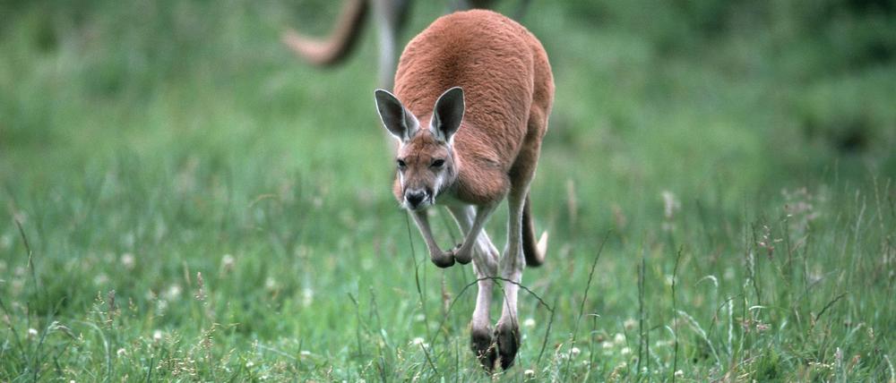 Ein Känguru hüpft über eine Wiese.